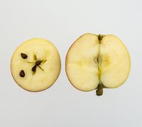 Cox’s Orange Storfrugtet